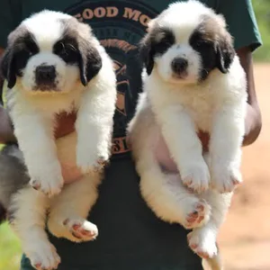 Siberian Husky Puppies For Sale in Gurgaon