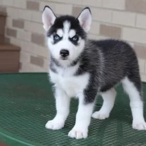Siberian Husky puppy for sale in India