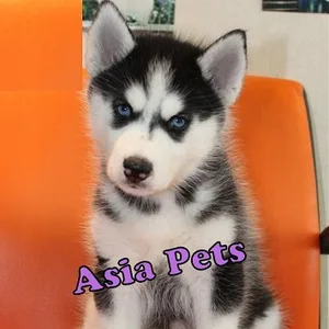 Siberian Husky
