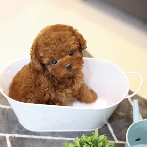 Teacup Toy Poodles for sale