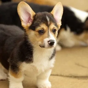 Welsh corgi puppy for sale in india