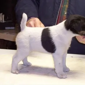 Wire Haired Jack Russell Terrier Puppies for sale in India