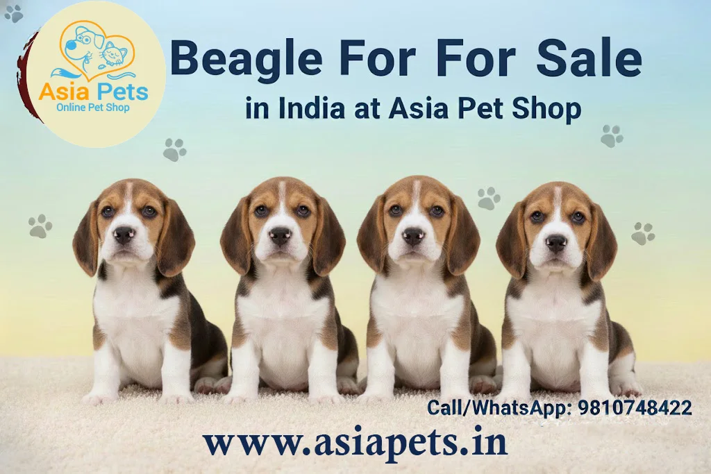 25 Family and Kid-Friendly Dog Breeds in India