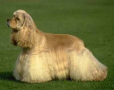 Dog Breeds in India: Big Hearts, Bigger Hugs