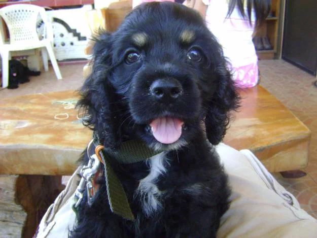 Small Dog Breeds in India: Tiny Friends, Big Hearts