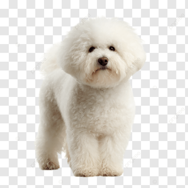Bichon frise