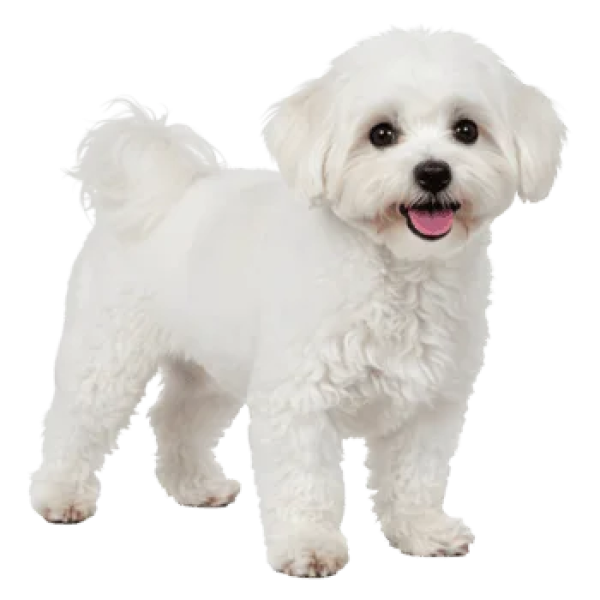 Maltese