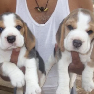 Adorable Beagle Puppy Available in India