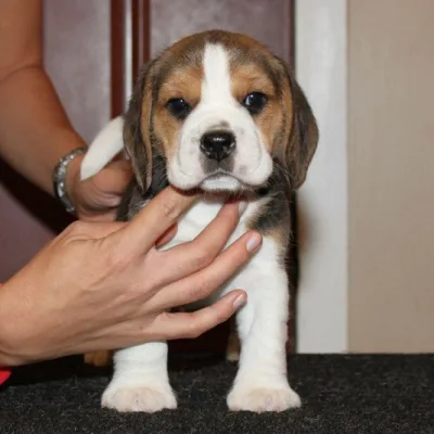 Beagle Female Puppy Pune
