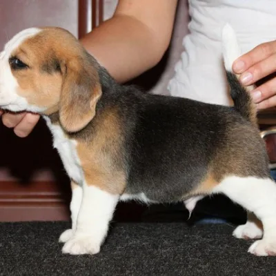 Beagle Puppy Coimbatore