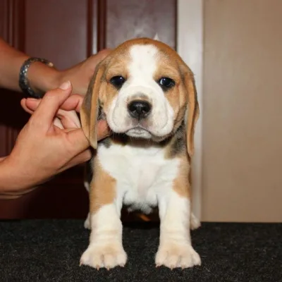 Beagle Female Puppy sale