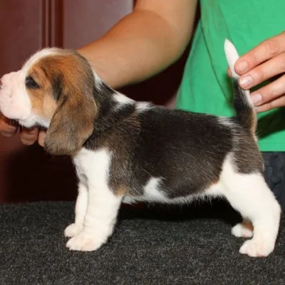 Beagle male puppy