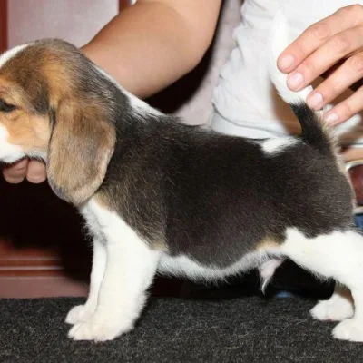Beagle