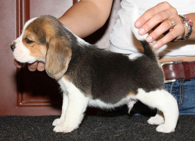 Beagle