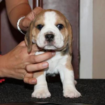 Cuddly Beagle Pup for Sale in Mumbai