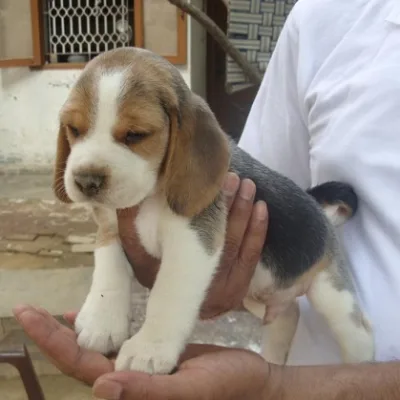 Premium Beagle Puppy in West Delhi