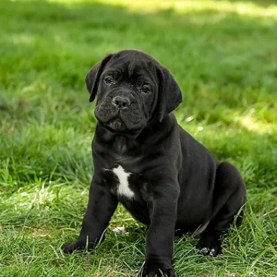 Cane Corso Puppies For Sale in Mumbai