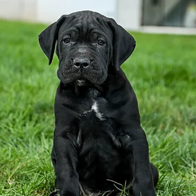 Cane Corso Puppies For Sale in Chennai