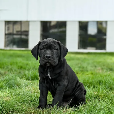 Cane Corso Puppies For Sale in Bangalore