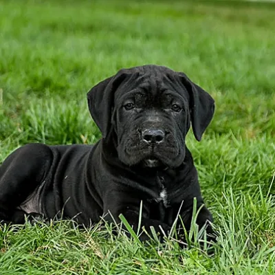 Cane Corso Puppies For Sale in Gurgaon