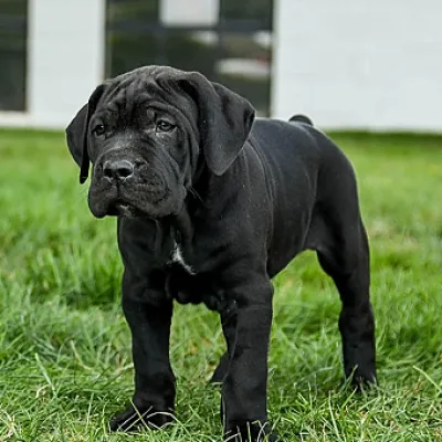Heavy Bone Italian Mastiff Puppy in Mumbai