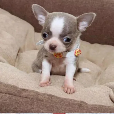 Healthy Chihuahua Pup Delivered to Kolhapur
