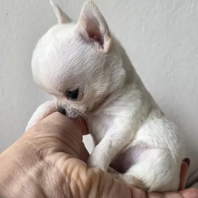 Chihuahua Puppy with First Shots Done — Latur