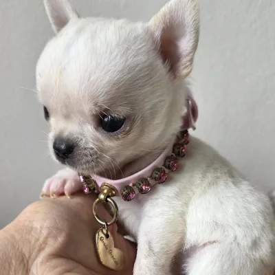 Cuddly Chihuahua Pup for Sale in Malegaon