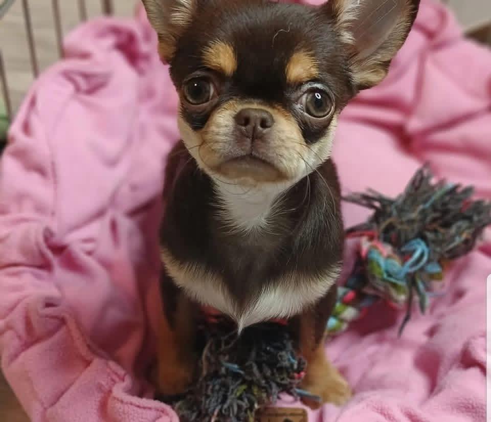 KCI Chihuahua Available in Central Delhi