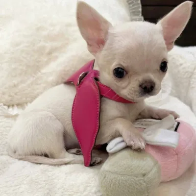 Vaccinated Chihuahua Puppy — East Delhi Home Delivery