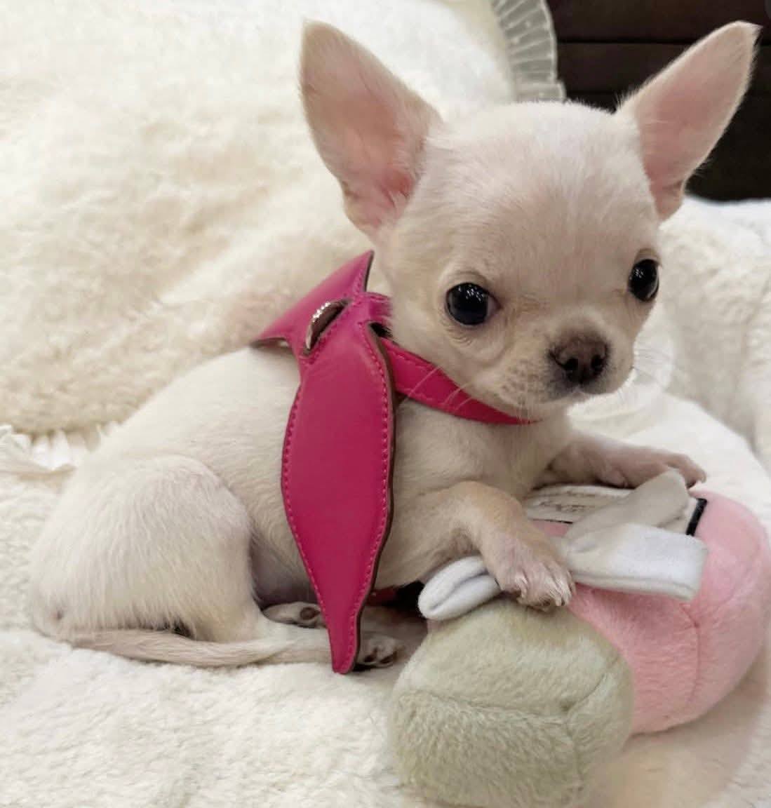 Vaccinated Chihuahua Puppy — East Delhi Home Delivery