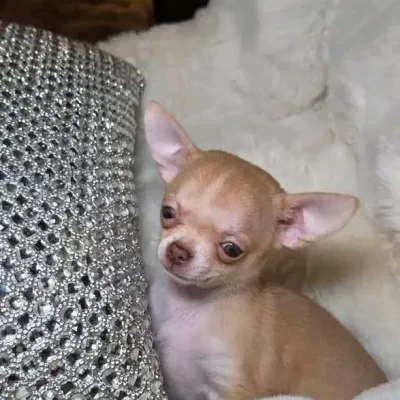 Family-Raised Chihuahua in Greater Kailash