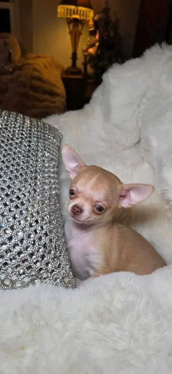 Family-Raised Chihuahua in Greater Kailash