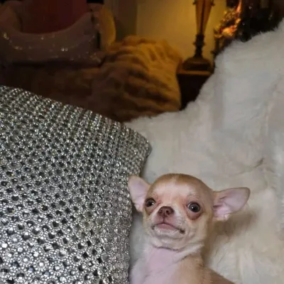 Top Quality Chihuahua Puppy for Sale in Janakpuri
