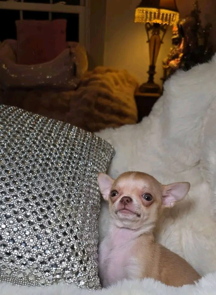 Top Quality Chihuahua Puppy for Sale in Janakpuri