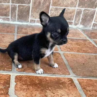 Pocket-Size Chihuahua Pup in Najafgarh