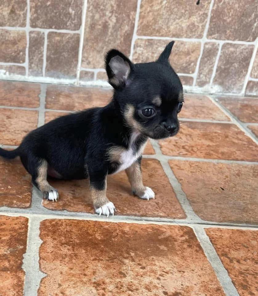 Pocket-Size Chihuahua Pup in Najafgarh
