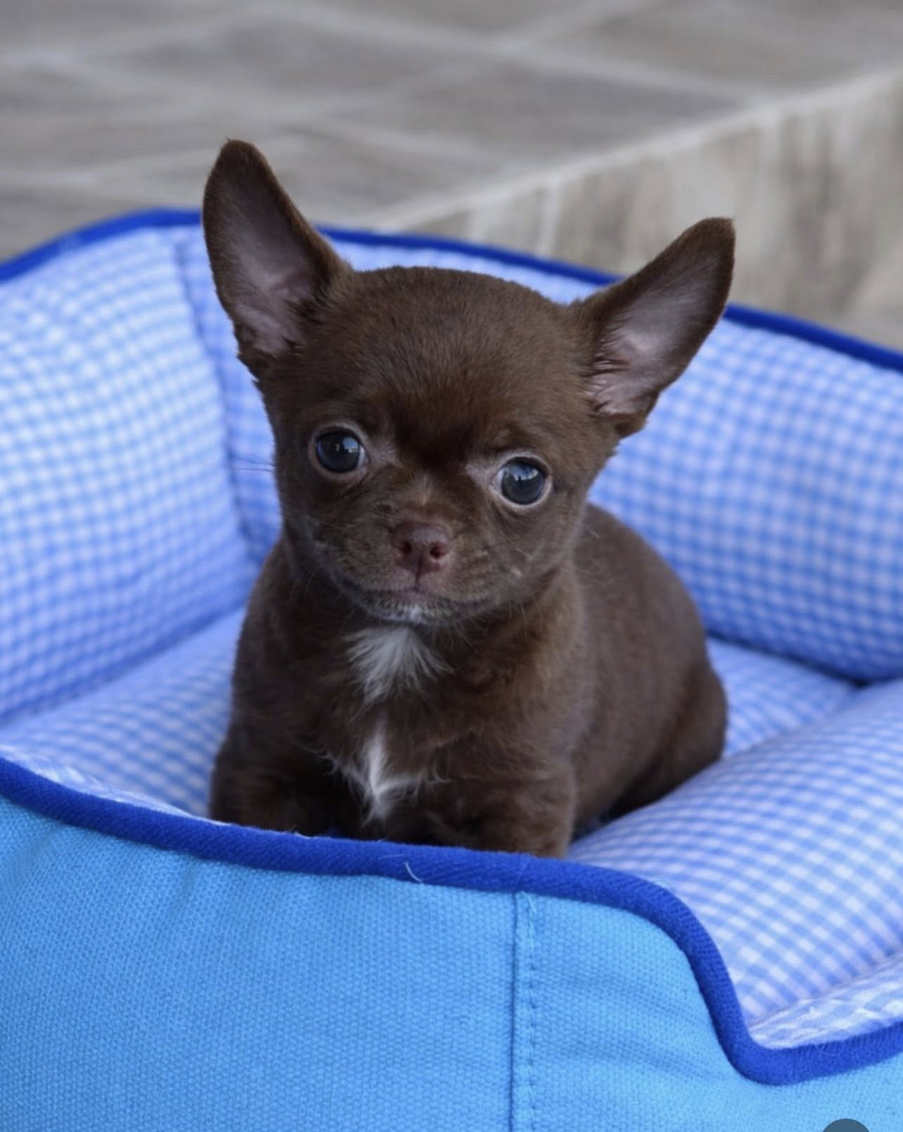 Chihuahua Puppy with KCI Papers — New Delhi