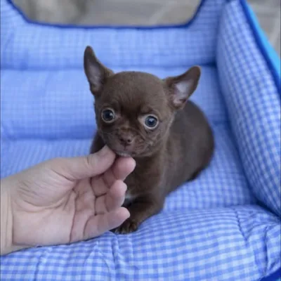 Show-Line Chihuahua Puppy in North Delhi