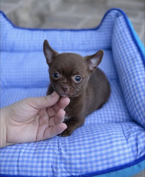 Show-Line Chihuahua Puppy in North Delhi