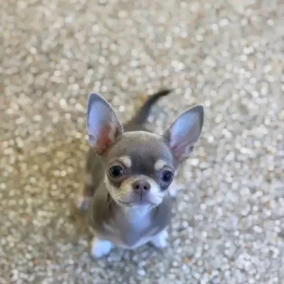 Mini Apple-Head Chihuahua for Sale in Paschim vihar