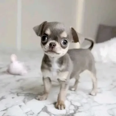 Premium Chihuahua Puppy in Rajouri Garden 