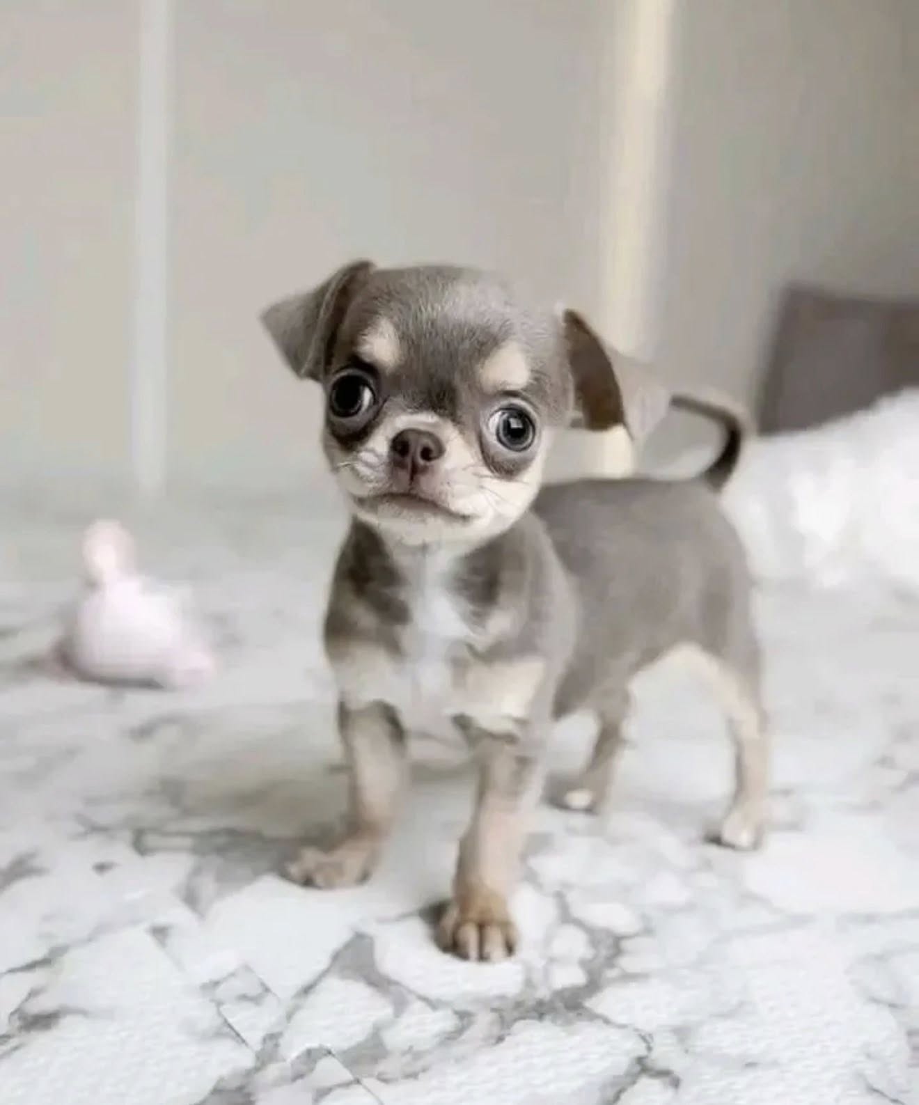 Premium Chihuahua Puppy in Rajouri Garden