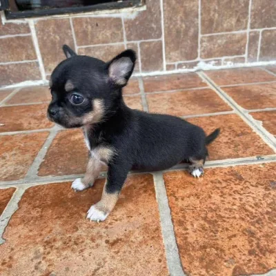 Adorable Chihuahua Pup in Rohini