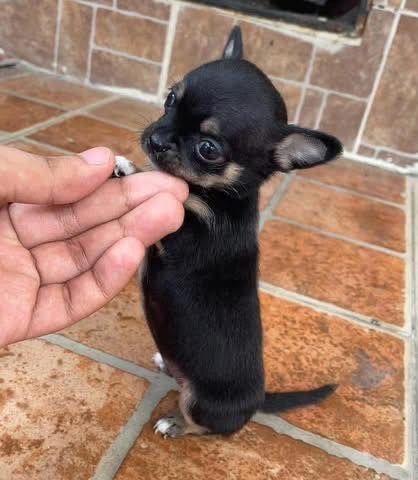 Mexican Lineage Chihuahua in South Delhi