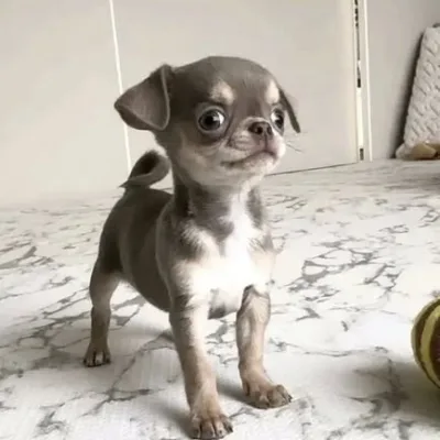 Hand-Raised Chihuahua Puppy in Uttam Nagar