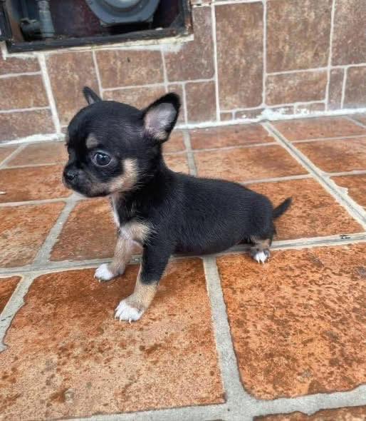 Chihuahua Pup with Pedigree Papers in West Delhi