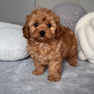 Cockapoo Puppy for Sale in India
