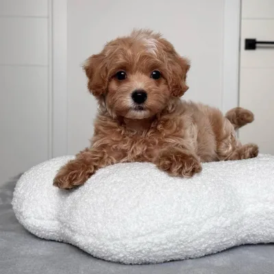 Cockapoo Puppies For Sale in Chennai