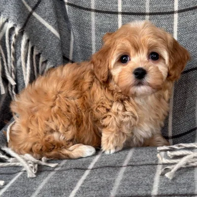Cockapoo Puppy for Sale in Mumbai